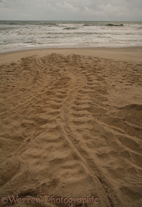Leatherback Turtle (Dermochelys coriacea) tracks of egg-laying female returning to the sea.  Trinidad