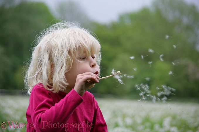 Siena blowing Dandelion (Taraxacum officinale) seeds