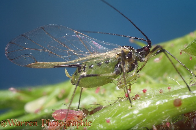 Rose Aphid (Macrosiphum rosae) winged female with green and pink offspring