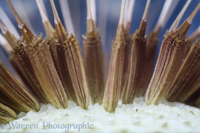 Dandelion (Taraxacum officinale) seeds