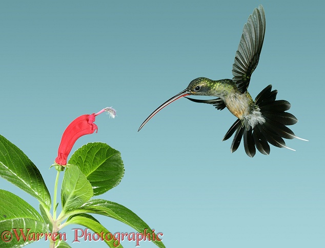 Green Hermit (Phaethornis guy) approaching flower with curved corolla matching the bird's bill