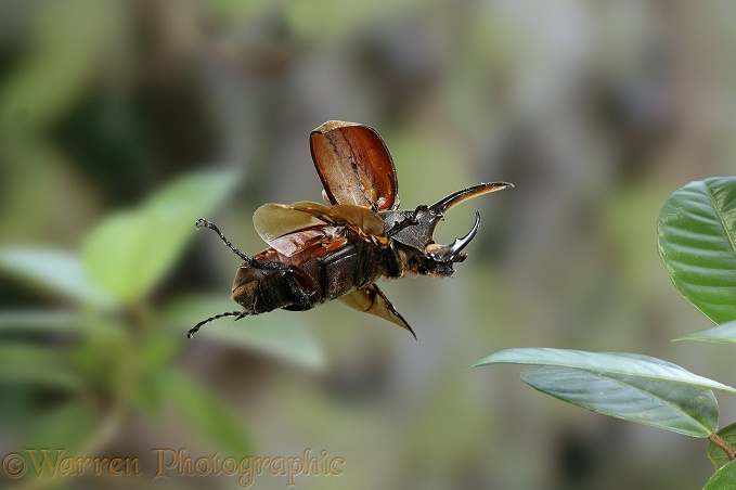 Rhinoceros Beetle (Dynastes hercules) male in flight.  South America