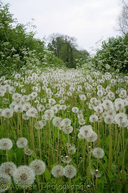 Dandelion seedheads or 'clocks'.  Surrey, England