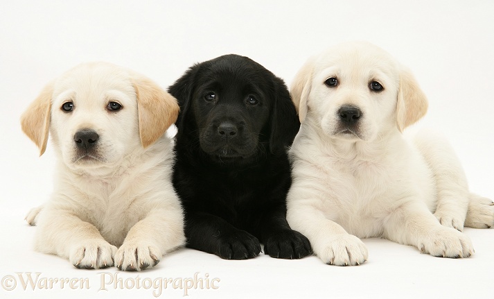 Yellow and black Goldador Retriever pups, white background