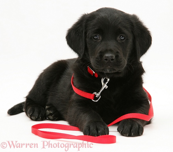 Black Goldador Retriever pup in red collar and lead, white background
