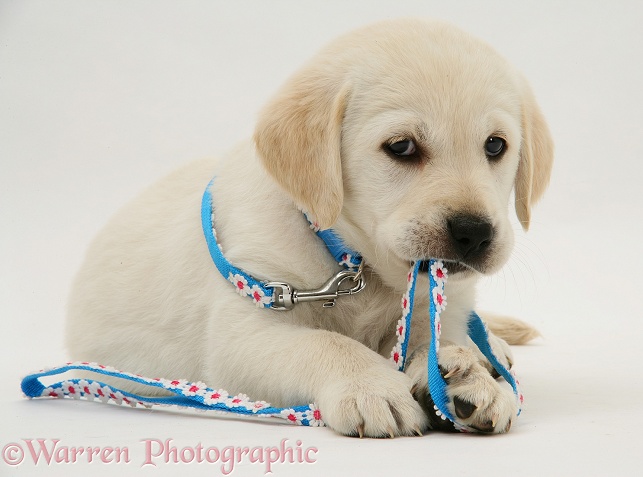 Yellow Goldador Retriever pup chewing daisy-chain lead, white background