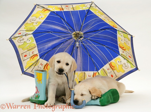 Yellow Goldador Retriever pups under a child's blue umbrella, white background