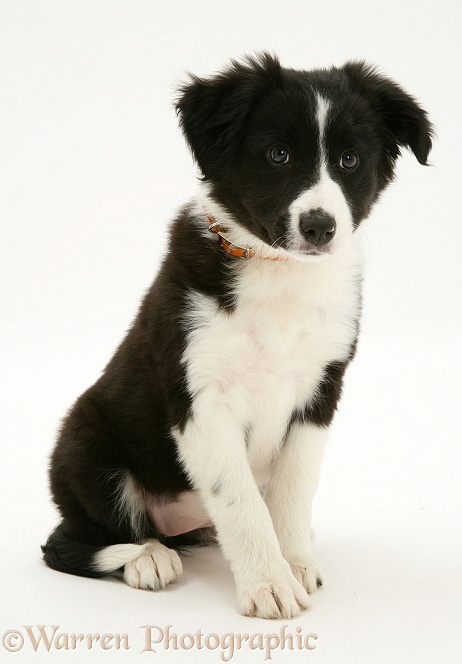 Black-and-white Border Collie pup, white background