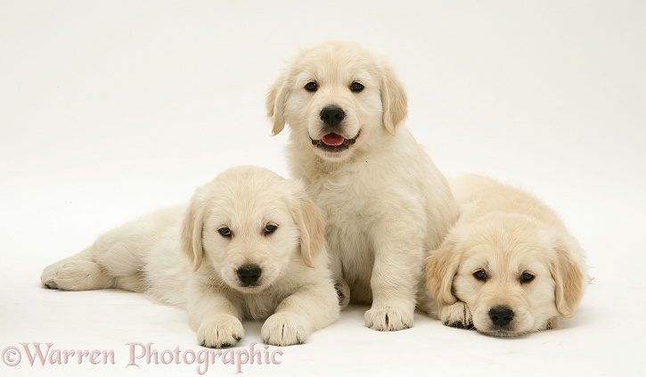 Three Golden Retriever pups, white background