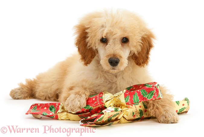 Apricot Miniature Poodle with Christmas Crackers, white background
