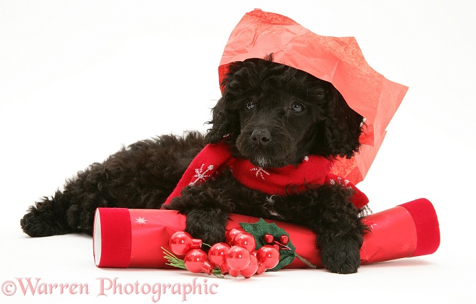 Black Miniature Poodle with Christmas cracker and paper hat, white background