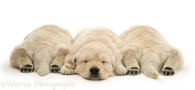 Golden Retriever pups asleep, two back view, hind paws outstretched, white background