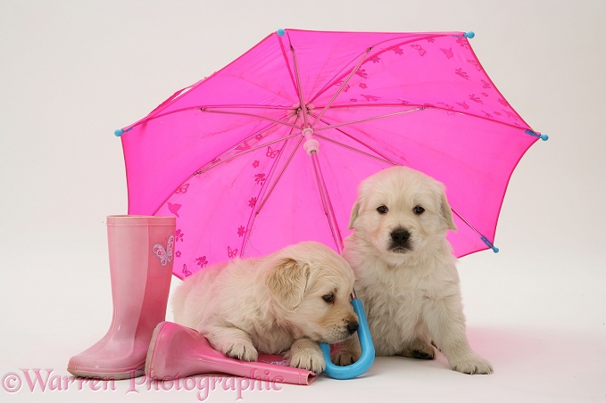 Golden Retriever pups under a pink umbrella, white background