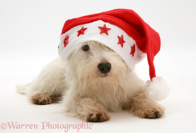 West Highland White Terrier pup wearing a Father Christmas hat, white background