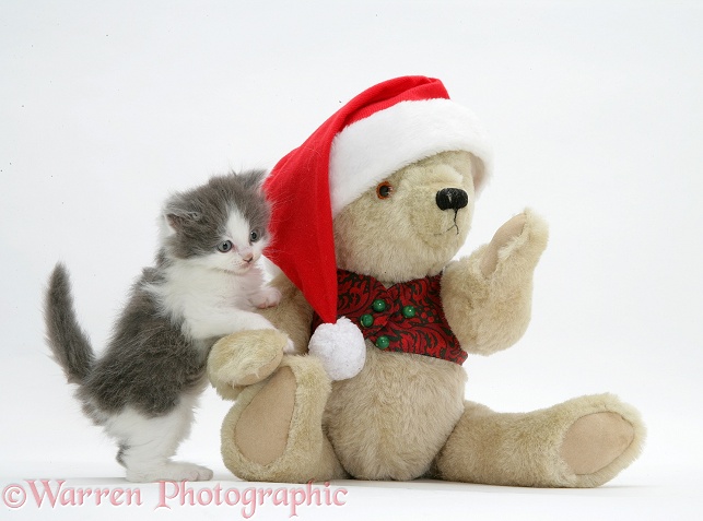 Grey-and-white Persian-cross kitten and teddy bear wearing a Father Christmas hat, white background