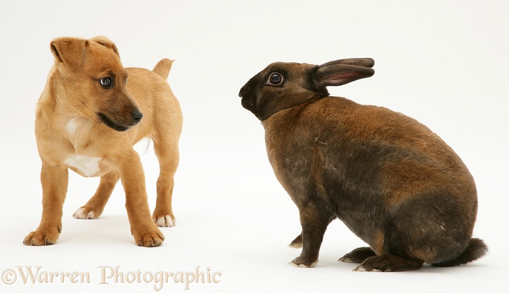 Jack Russell Terrier x Chihuahua puppy with fierce dwarf Rex rabbit, white background