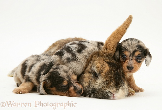 Silver dapple miniature Dachshund pups with tortoiseshell Dwarf Lop doe rabbit, white background
