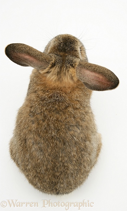 Agouti buck rabbit, from above, white background