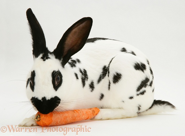 English Spotted buck rabbit eating a carrot, white background