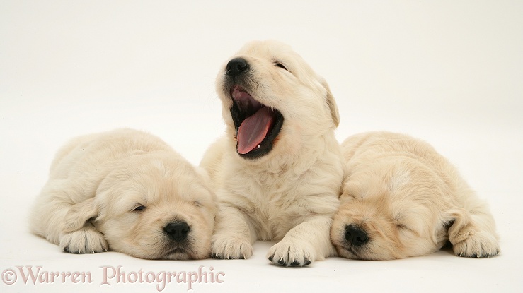 Sleepy Golden Retriever pups, one yawning, white background