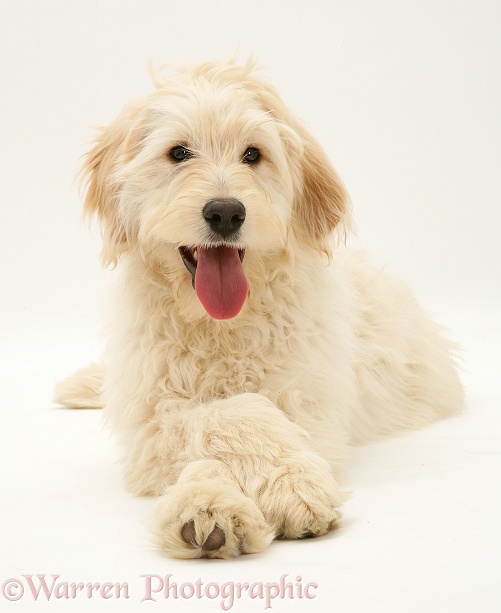 Labradoodle with paws crossed, white background