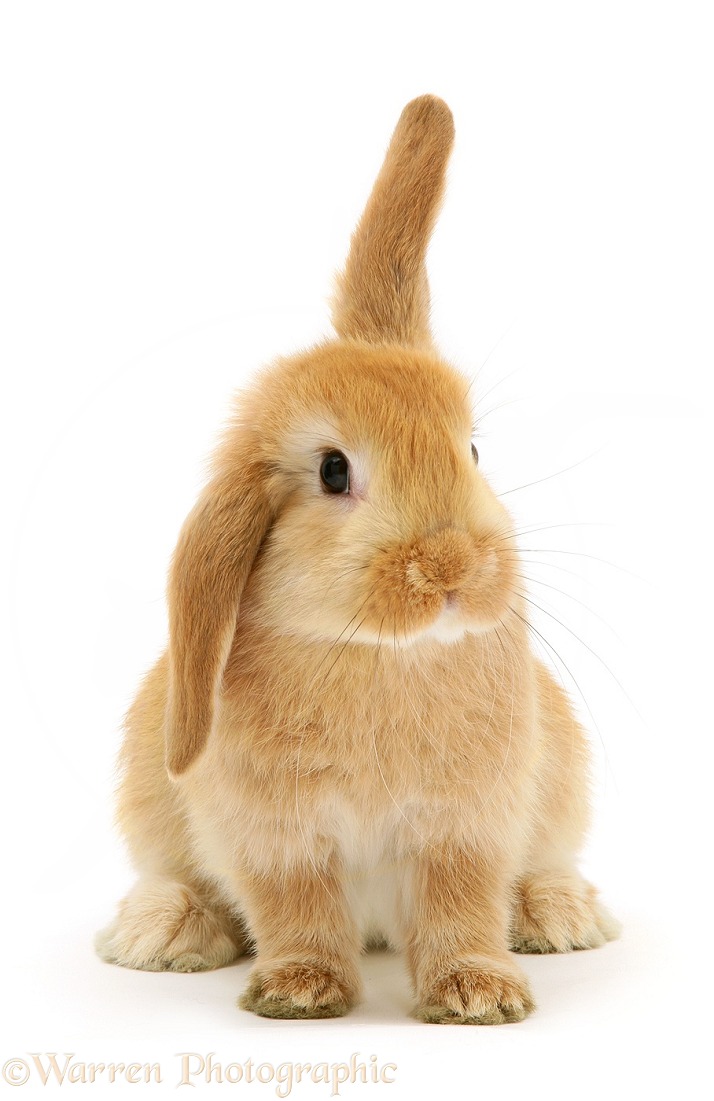 Young Sandy Lop rabbit, white background