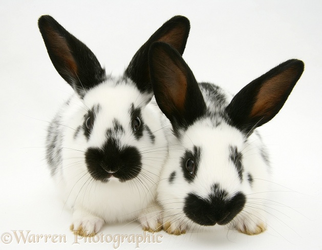 Young English spotted rabbits, white background