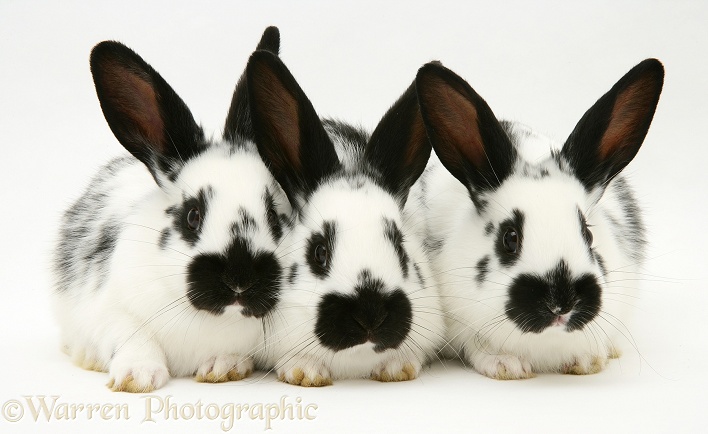Three young English spotted rabbits, white background
