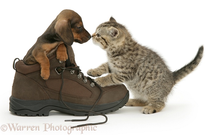 Brown spotted British Shorthair kitten sniffing noses with miniature smooth-haired Dachshund pup in a walking boot, white background