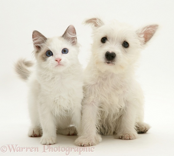 Ragdoll kitten with West Highland White Terrier pup, white background