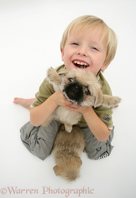 Child holding up Pugzu (Pug x Shih-Tzu) pup, white background