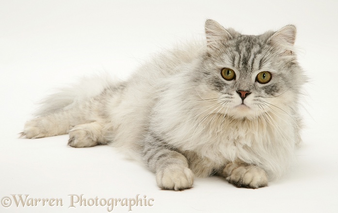 Chinchilla Persian cat, Horace, white background