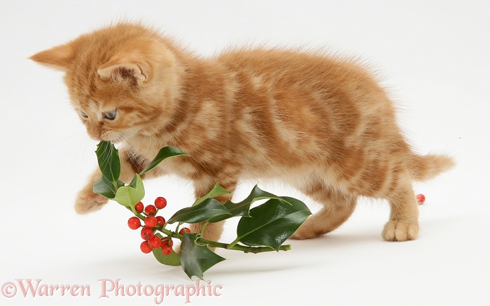 Red tabby British Shorthair kitten with berried holly sprig, white background