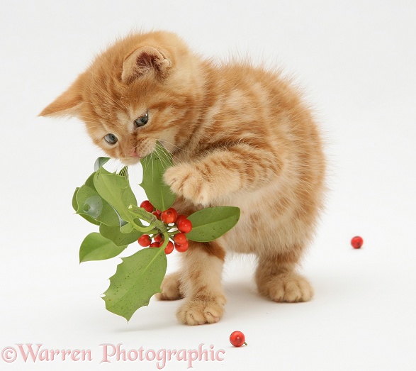 Red tabby British Shorthair kitten with berried holly sprig, white background