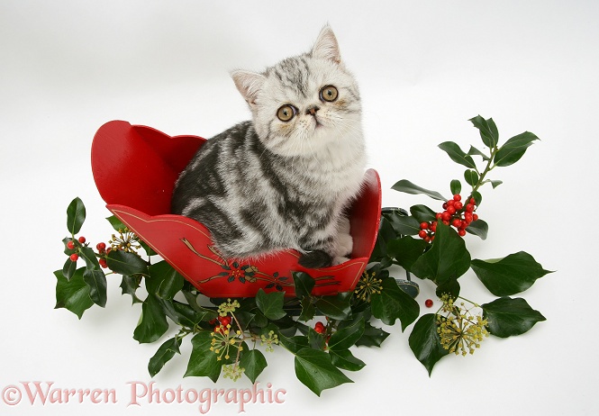 Blue-silver Exotic Shorthair kitten in a miniature sledge with holly and ivy, white background