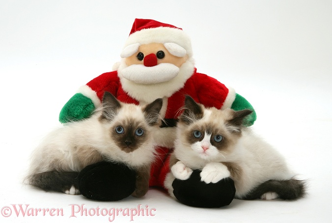 Birman x ragdoll kittens Melody and Harmony with a toy Father Christmas, white background