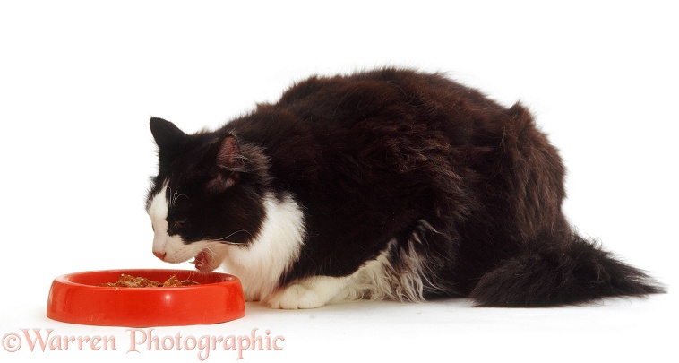 Black-and-white cat Fat Felix eating from a dish, white background