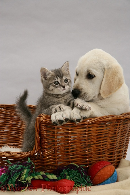 Yellow Labrador Retriever pup and blue tabby kitten, both 7 weeks old, in a basket