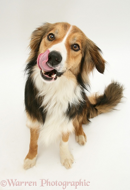Shaded sable Border Collie dog, Otto, licking his muzzle, white background