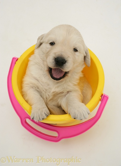 Yellow Retriever puppy in a plastic bucket, white background