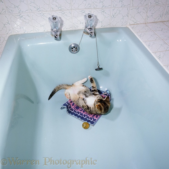Burmese-cross tortoiseshell kitten Poppy, 12 weeks old, playing in the bath