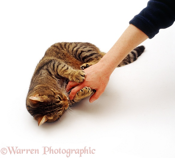 Brown tabby male cat Nemo, holding and scratching a person's hand, white background