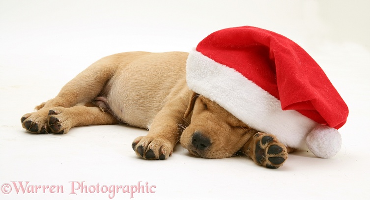 Sleepy Golden Retriever pup wearing a Santa hat, white background