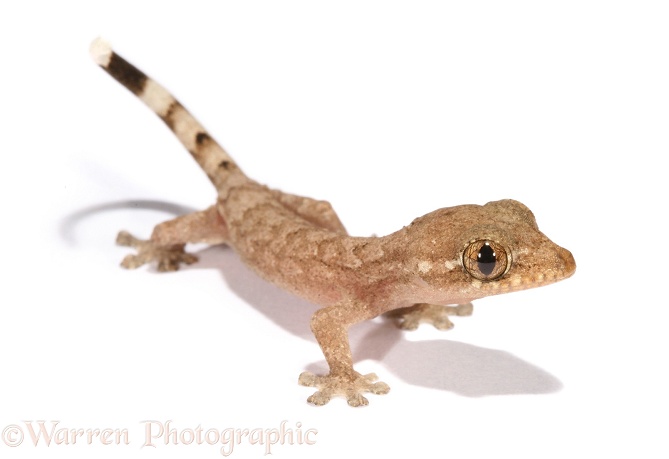 Tropical House Gecko (Hemidactylus mabouia) juvenile recently hatched, white background