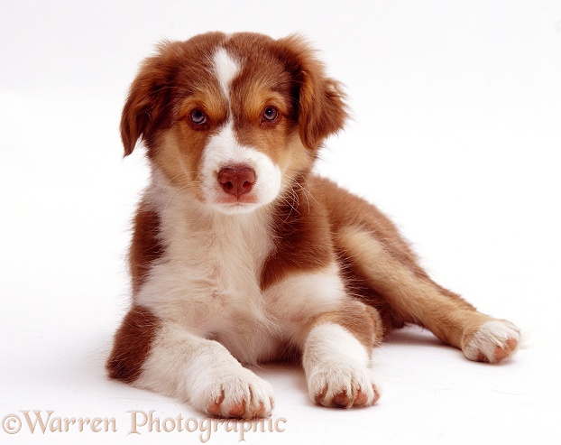 Red tricolour Border Collie dog pup Brak, 9 weeks old, white background