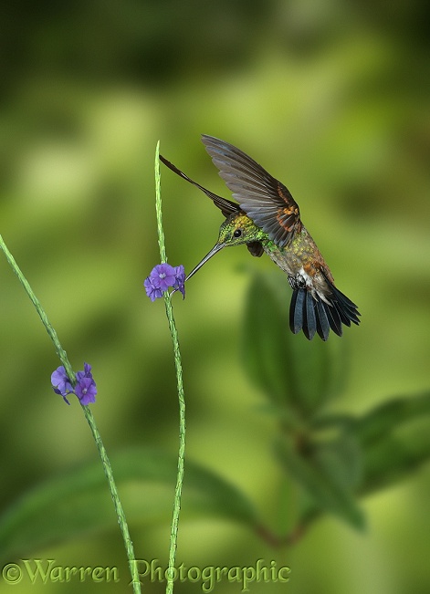 Copper-rumped Hummingbird (Amazilia tobaci) approaching Vervine flower.  South America