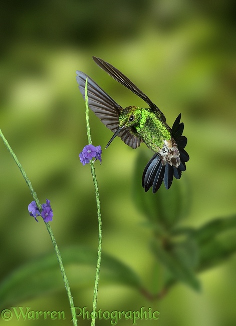 Copper-rumped Hummingbird (Amazilia tobaci) approaching Vervine flower.  South America