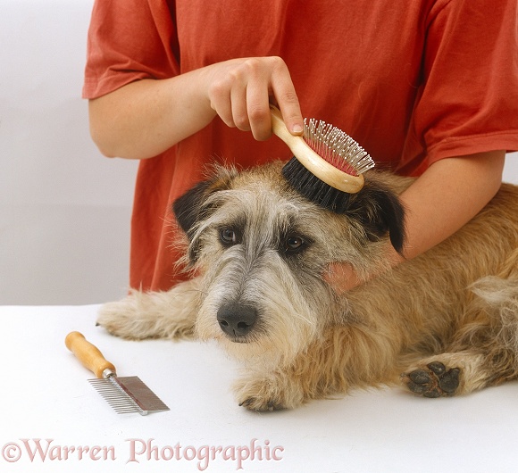 Grooming Patterdale x Jack Russell Terrier, Jorge, with a brush, white background