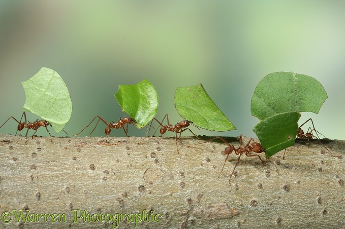 Leaf-cutting ants or Bachacs (Atta cephalotes) carrying leaf sections back to the nest.  South America