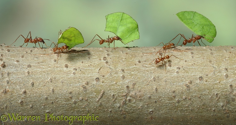 Leaf-cutting ants or Bachacs (Atta cephalotes) carrying leaf sections back to the nest.  South America